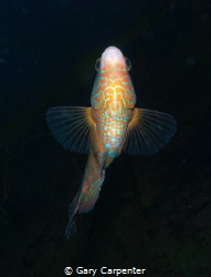 Looking up, Corkwing wrasse (Symphodus melops) by Gary Carpenter 